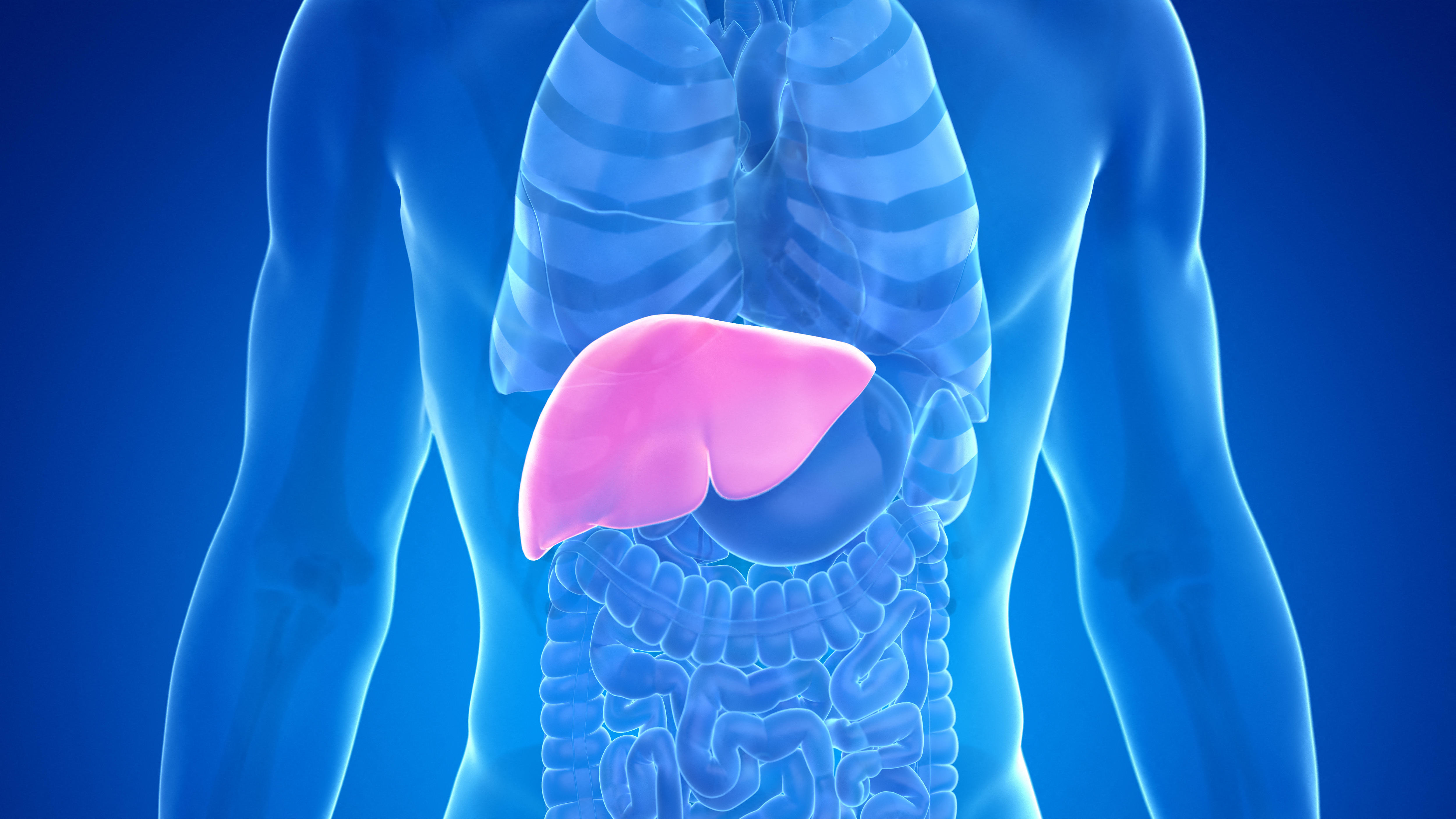 An illustration showing the location of the liver below the lungs in the human torso.